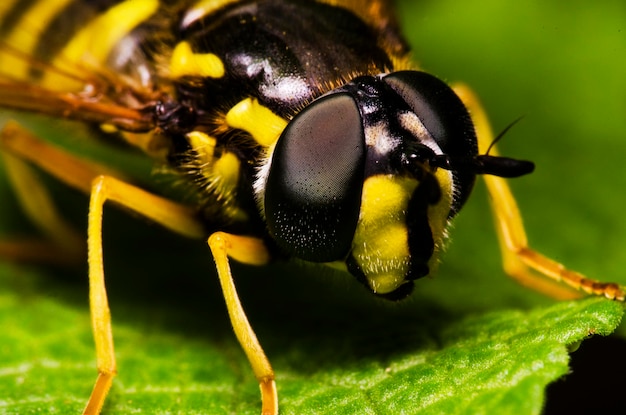 Imaging macro di un insetto