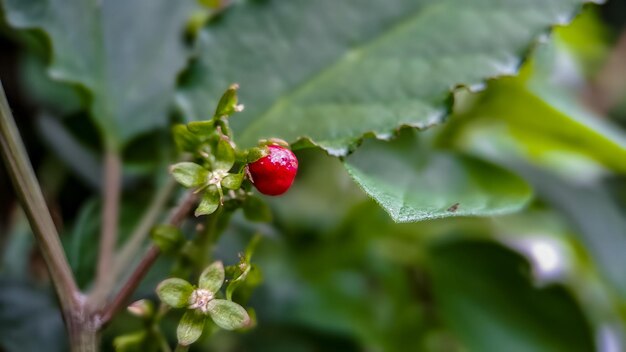 Imbarazzante Rivina o Pigeonberry o Bloodberry girato nella macro mattutina in giardino