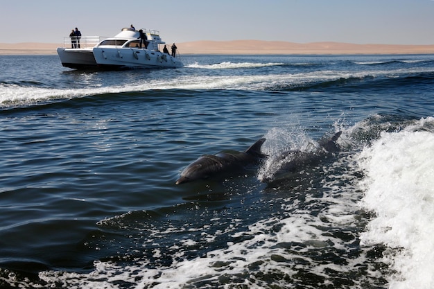 Imbarcazione turistica con i delfini BottleNosed Namibia