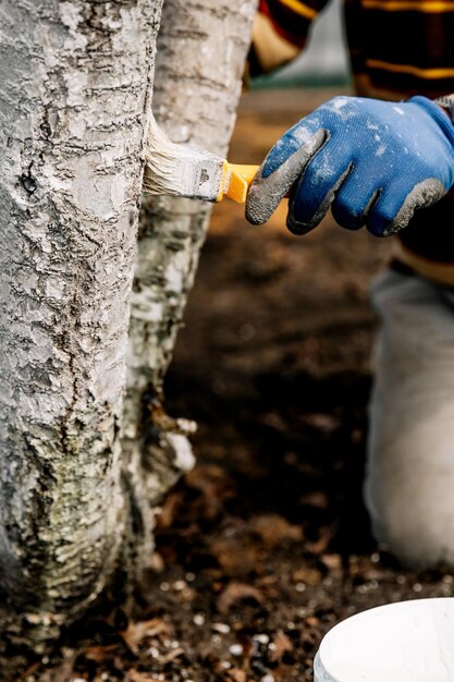 Imbiancatura degli alberi primaverili Protezione da insetti e parassiti Imbiancatura degli alberi in primavera Azioni protettive del giardinaggio e dell'agricoltura