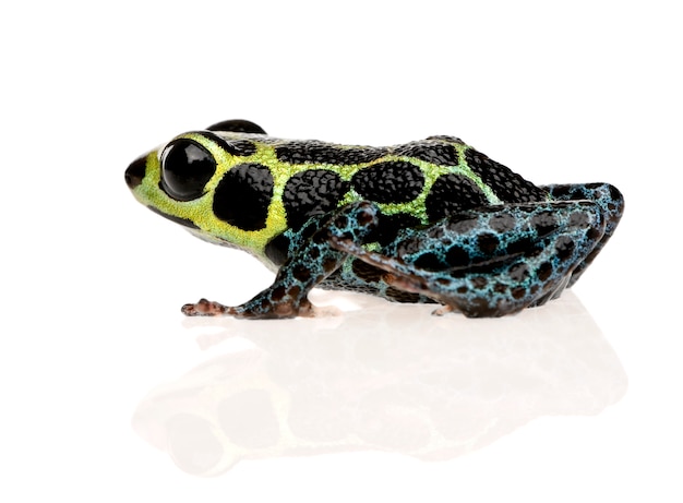 Imitando Poison Frog - imitatore Ranitomeya su un bianco isolato