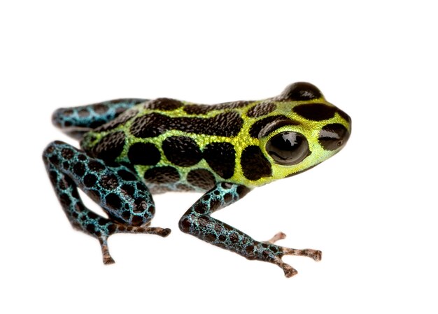 Imitando Poison Frog - imitatore Ranitomeya su un bianco isolato