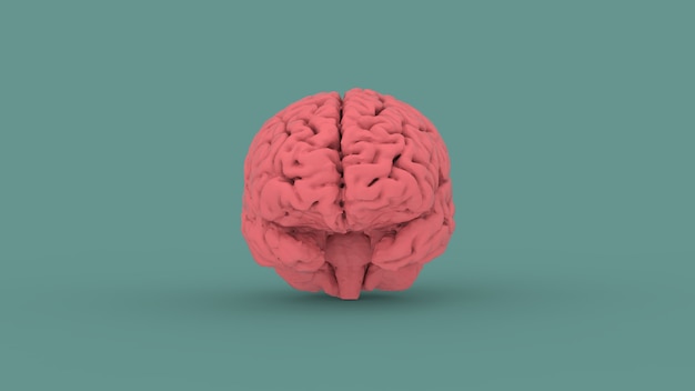 Immagine 3d di vista frontale del cervello umano rosa