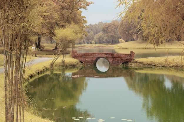 immagine a infrarossi del fogliame vicino al lago