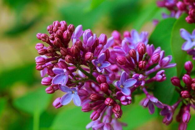 Immagine a macroistruzione dei fiori viola lilla della sorgente, floreale molle astratto