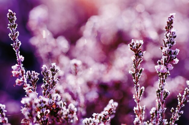 Immagine a macroistruzione del fondo di inverno dell'annata floreale del fiore dell'erica congelata