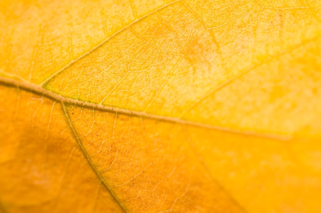 Immagine a macroistruzione della foglia di autunno gialla. Profondità di campo.