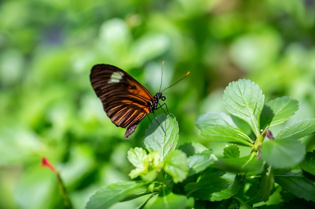 Immagine a macroistruzione di una farfalla