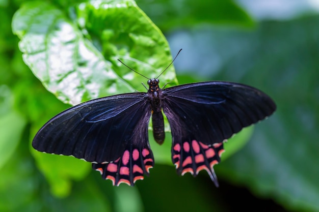 Immagine a macroistruzione di una farfalla