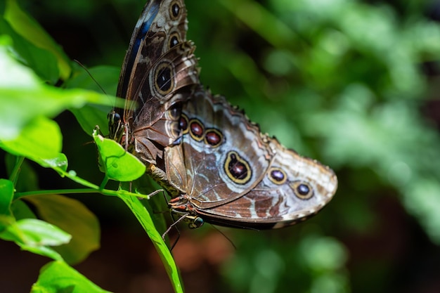 Immagine a macroistruzione di una farfalla