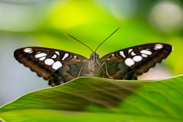 Immagine a macroistruzione di una farfalla