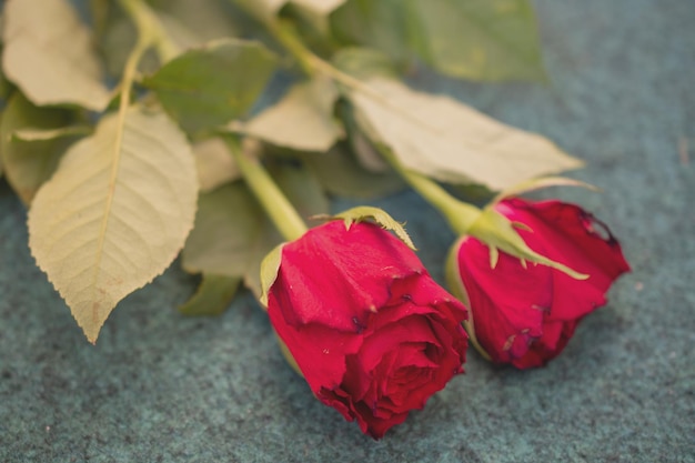 Immagine a macroistruzione di una rosa rossa