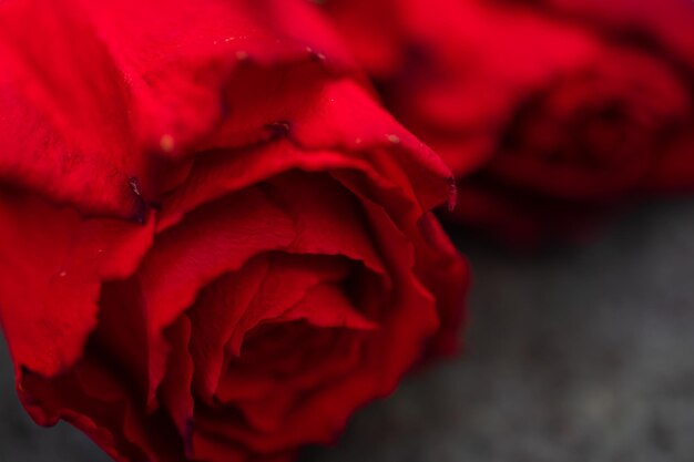 Immagine a macroistruzione di una rosa rossa