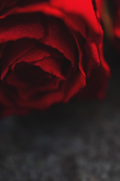 Immagine a macroistruzione di una rosa rossa