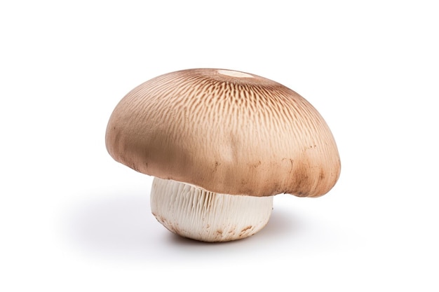 Immagine a sfondo bianco isolato di funghi freschi Agaricus bisporus o portobello