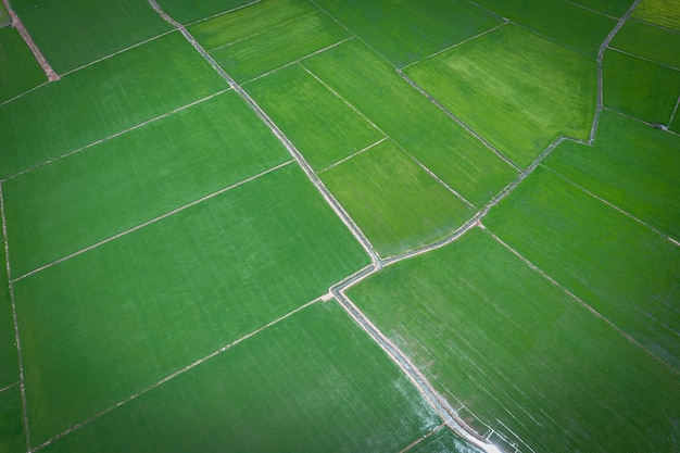 Immagine aerea del bellissimo campo di risone verde e passerelle in Thailandia.