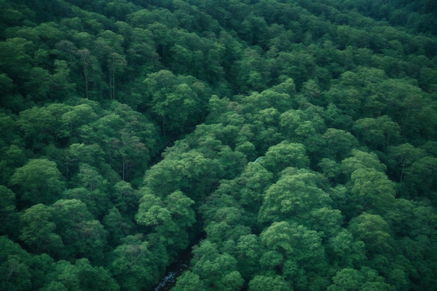 Immagine aerea della foresta in Giappone