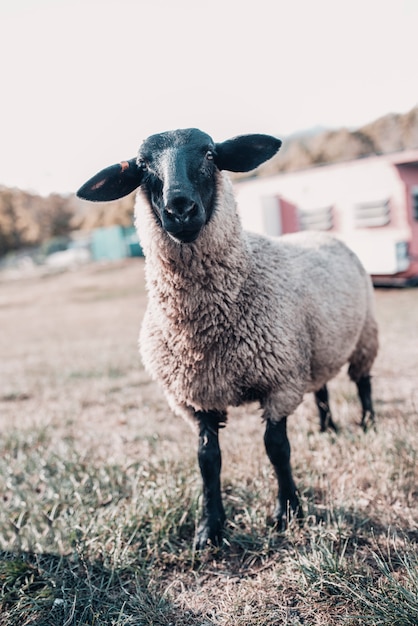 Immagine alta vicina delle pecore della Suffolk. La pecora bianca nera è conosciuta per la sua carne e può essere trovata in tutta Europa o in Australia