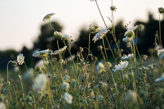 Immagine artistica di erba di campo e fiori. Bella vista panoramica. Messa a fuoco selezionata. Ombrello bianco fiori (Daucus).