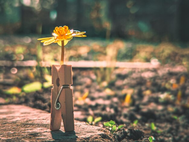 immagine astratta con fiore e molletta in legno