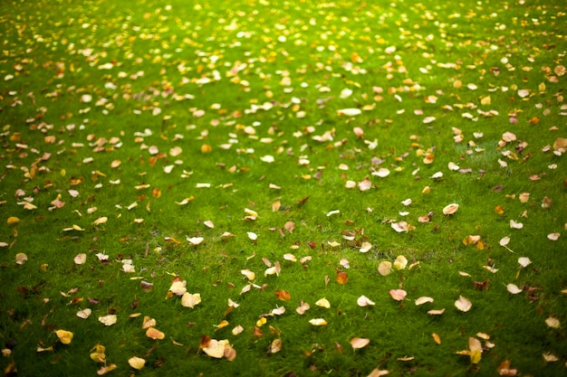 Immagine autunnale in un parco