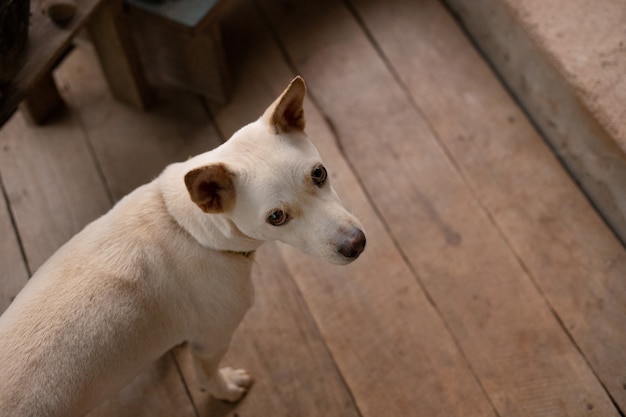 Immagine bianca di vista superiore del cane della razza trasversale.