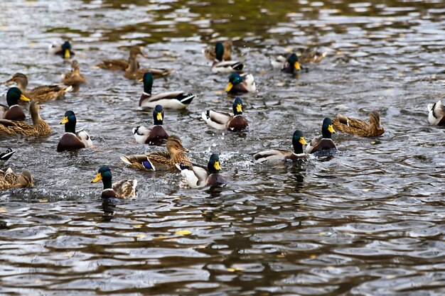 immagine colorata con mallards in uno stagno