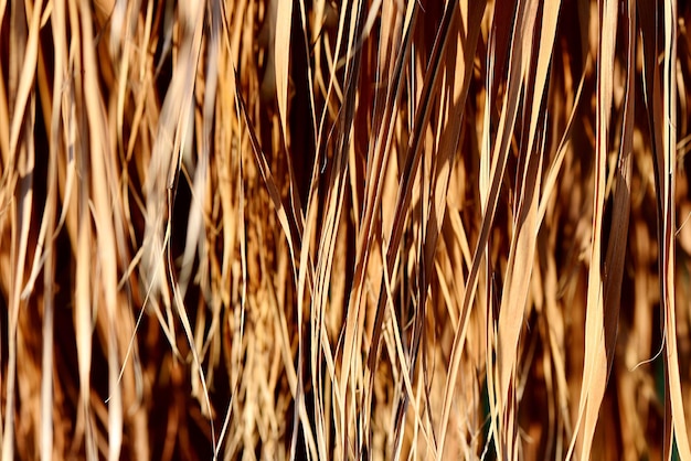 Immagine completa dei gambi nel campo