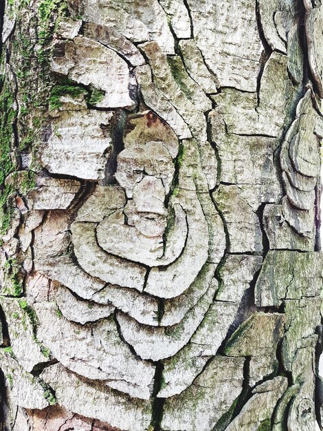 Immagine completa del tronco dell'albero