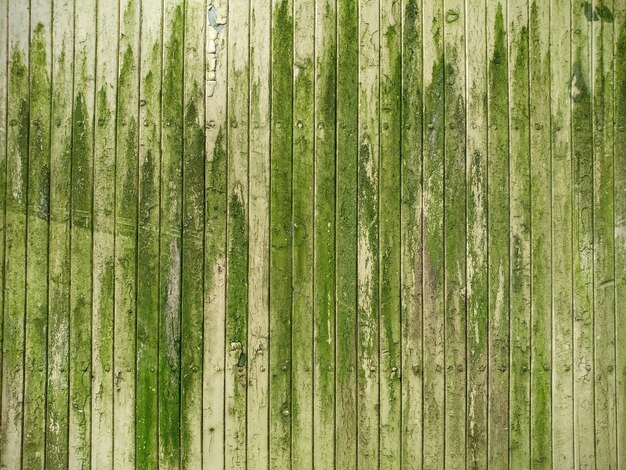 Immagine completa del tronco dell'albero