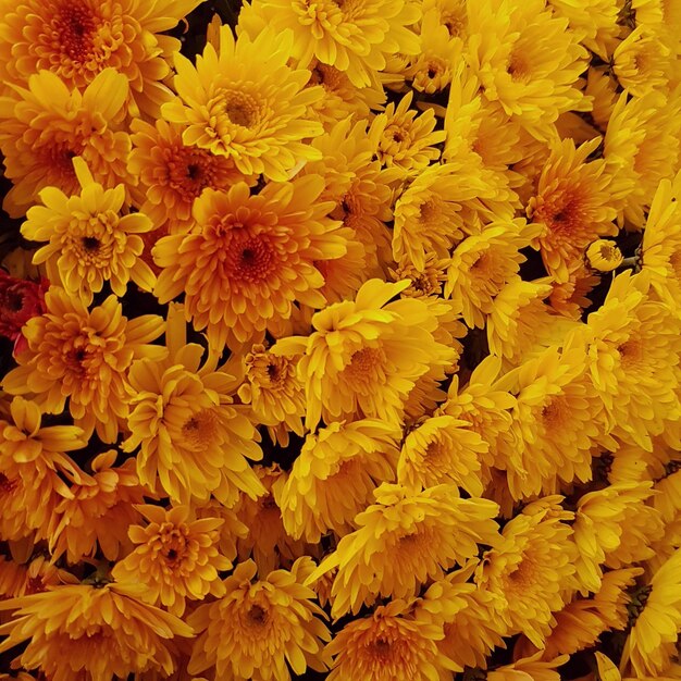 Immagine completa di piante a fiore giallo