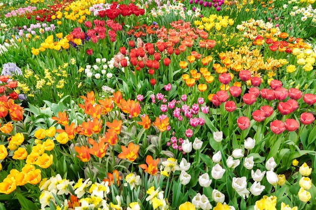 Immagine completa di tulipani multicolori nel campo