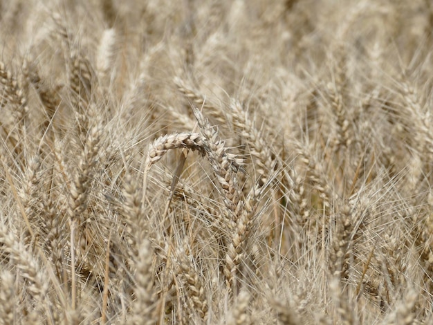 Immagine completa di un campo di grano