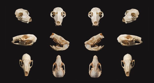 Immagine composita digitale di un cranio artificiale di animale su uno sfondo nero