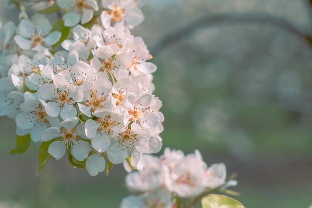 Immagine con il bouquet di pere in piena fioritura in una giornata di sole e sfondo sfocato