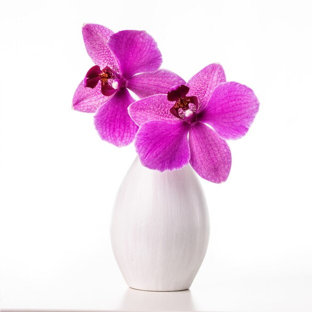 Immagine con orchidea.