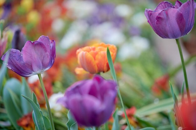 Immagine con tulipani viola in primo piano gocce di pioggia e sfondo sfocato