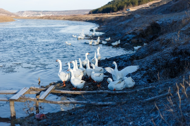 Immagine con un gruppo sul bordo di un lago