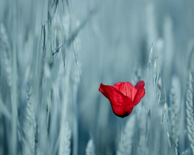 Immagine con un singolo fiore di papavero nel campo di orzo in una giornata di sole