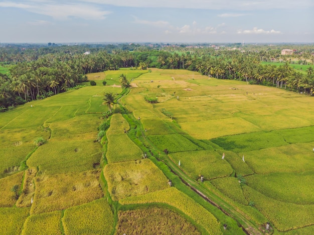 Immagine del bellissimo campo di riso terrazzato nella stagione dell'acqua e irrigazione da droneVista dall'alto della risaia