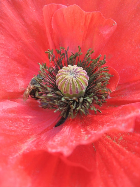 Immagine del bellissimo fiore rosso del papavero rosso