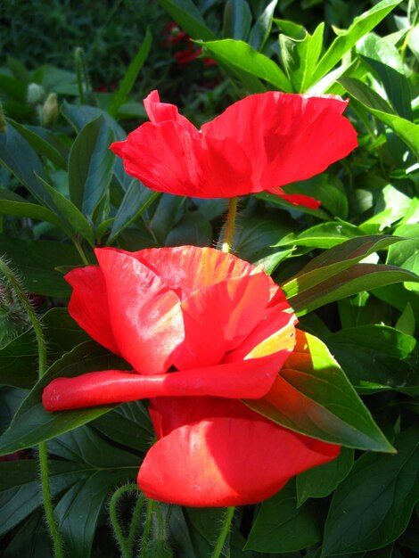 Immagine del bellissimo fiore rosso del papavero