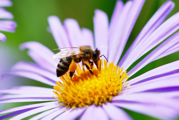 Immagine del bellissimo fiore viola e dell'ape