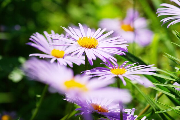 Immagine del bellissimo fiore viola