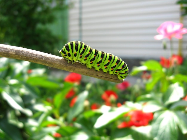 Immagine del bruco della farfalla machaon sul bastone