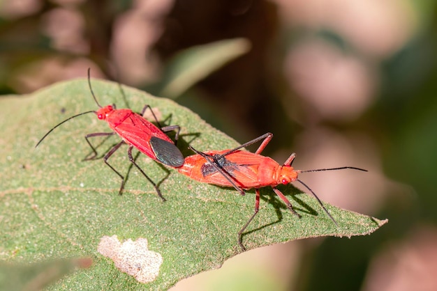 Immagine del bug di cotone rosso Dysdercus cingulatus sulla foglia su uno sfondo naturale Insetto animale