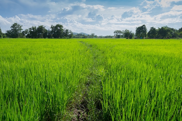 Immagine del campo di riso verde con cielo blu