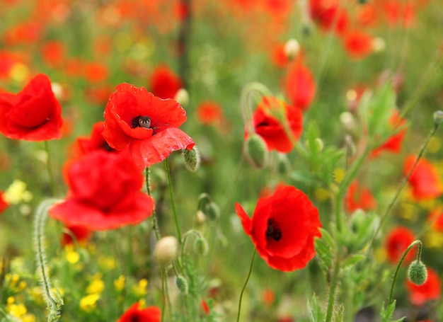 Immagine del campo verde con bellissimi papaveri rossi