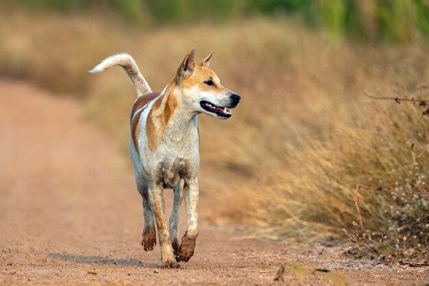 Immagine del cane a strisce marrone e bianco sulla natura.