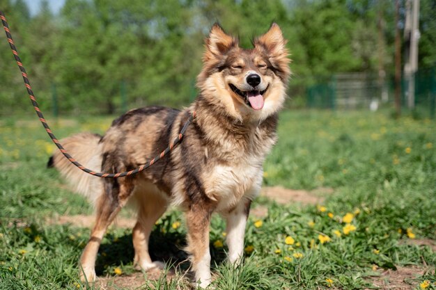 Immagine del cane allo zenzero che cammina sul prato con i denti di leone nel parco